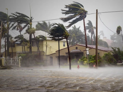 Palm trees blowing in a hurricane